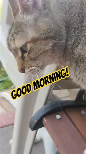 Chloe #pretty #kitty #cat #catshorts