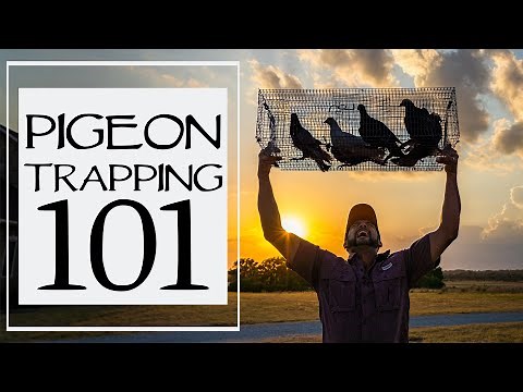 How To Trap Pigeons For Dog Training