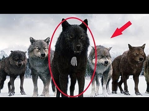 ¡Por esta razón los cazadores no tocan a los lobos con una mancha blanca en el pecho!