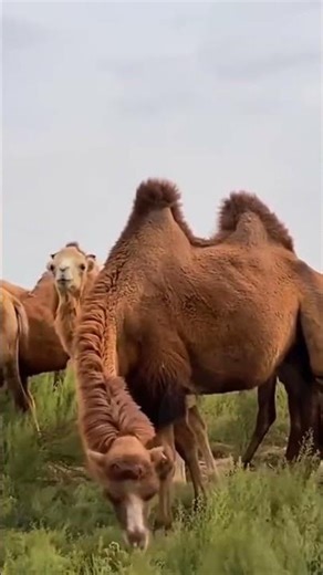 Autumn Pastures: A Peaceful Day in the Life of Camels Grazing on the Golden Grasslands
