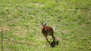 Impala (Aepyceros melampus) is medium-sized antelope found in eastern and southern Africa. It features a glossy, reddish brown coat.