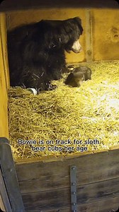 9K views · 3.5K reactions | Let’s Dance! Our precious sloth bear cub has reached a new milestone—baby Bowie took her first steps! At 2 months old, Bowie continues to thrive and remains off view in a maternity den with mom Kushali. The zoo’s sloth bear team monitors mom and cub on den cams. Bowie shares the same birthday, January 8, as icon David Bowie, her namesake. You can hear her awesome vocals at the end of this video, rock on little one! | Woodland Park Zoo | Facebook