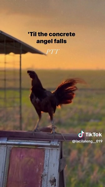 Ayam Plipin Import: PTT & Lacilaleng 19 Highlights