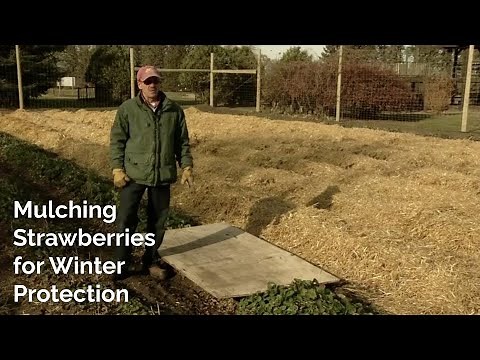 Mulching Strawberries for Winter Protection