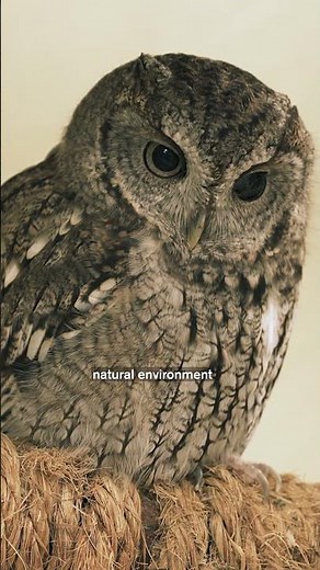 Why This Owl Needs an iPad