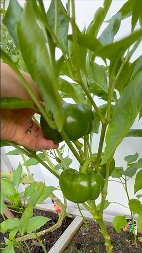 Pruning bell peppers to boost growth 🌱✨ and harvesting fresh from the garden! 🍃🥗 #GardenHarvest
