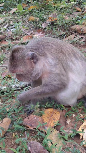 monkey are so much more than the cheeky, playful personalities we know them for. They are diverse, intelligent creatures with complex social dynamics unique behaviours. Learn more about these magnificent mammals with our monkey familys moments in ultra high-definition. Let's start to say WE LOVE MONKEYs. Thanks you for your like and subscribe. #babymonkey​​​ #monkeyvideo​​​ #animals​​​ #monkeylove​​​ #funny​​​ #bbc​​​ #amazone​​​ #animallife​​​ #cute​​​ #monkeylife​​​ #fypシ゚viral​​​ #fypシ゚viral​