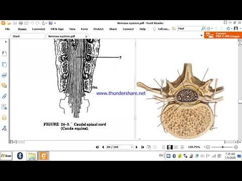 Spinal nerve formation And spinal cord structure