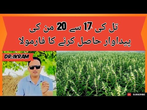Sesame farming. تل کی 17 سے 20 من کی پیداوار حاصل کرنے کا جدید ترین فارمولہ۔۔۔