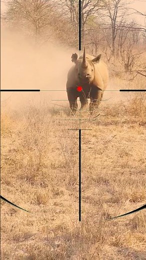 Rhino Hunting | Caccia al rinoceronte | Chasse au rhinocéros