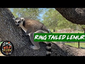 Ring Tailed Lemur Facts!