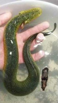 The Mysterious Life of Eels.