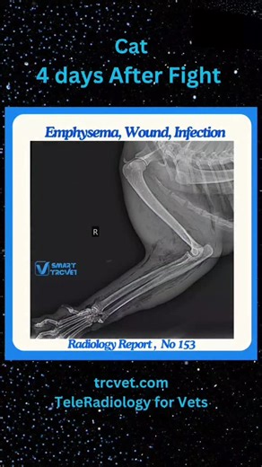 🔆Radiology Spotlight:  Subcutaneous Emphysema in the Cat🔆 A classic and often dramatic finding. Here's a quick look at the radiology, etiology, and complications:🔆 Radiology & DiagnosisThe… | Alireza Ghadiri