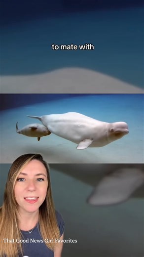 Back in 2016, a lone narwhal showed up in the St. Lawrence River swimming with a pod of young male beluga whales. He was a long way from home. Narwhals typically live in the Arctic Ocean, but this one had somehow gotten separated from his family and drifted south. The belugas took him in. Just like that. Scientists say he's healthy and behaving like one of the boys. And now that the whole bachelor pod has reached maturity, they'll soon be looking for a female beluga pod to mate with. Which raise