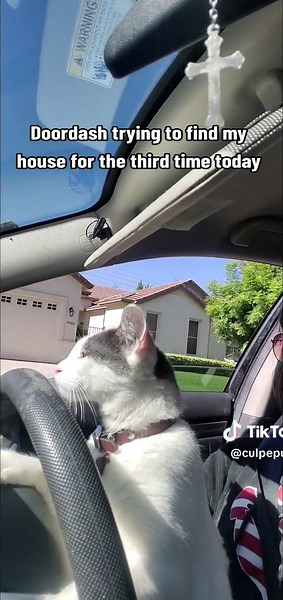 Hilarious Cat Driving Car Meme Compilation