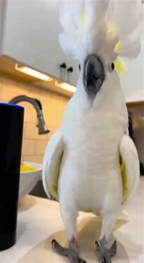 Hilarious Cockatoo Commands Alexa for a Disco Party! 🦜💃 #FunnyPets