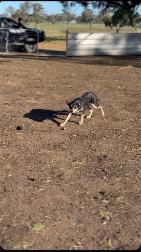 90K views · 1.9K reactions | The beautiful Barrkel Peters Teddy 笠 is looking for work! Started pup, showing lovely calm style and eye, he’ll be a natural paddock type. However I don’t doubt he will make a lovely all round type in the future. Communal feeds, walks on lead, chains up. Friendly kind pup with good camp manners. Well travelled on the road. Intentionally have not put a sit on him yet given the style of dog he is. Located Balmoral Vic | Shakobe Kelpies | Facebook