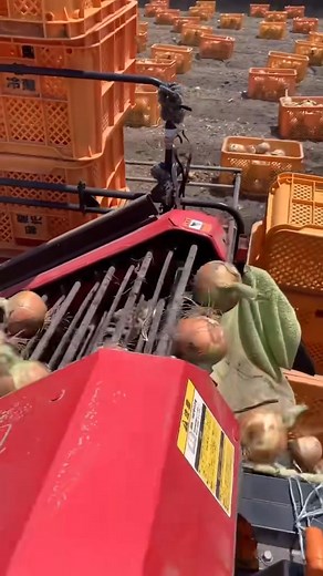 20K views · 133 reactions | Récolte moderne des oignons 暈 Regardez  | AgriCenter Express | Facebook