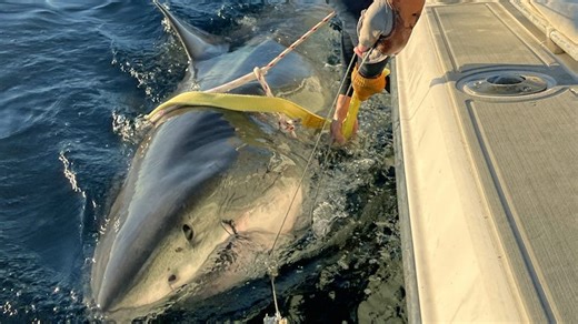 Spring migration of great white sharks is stirring around Florida