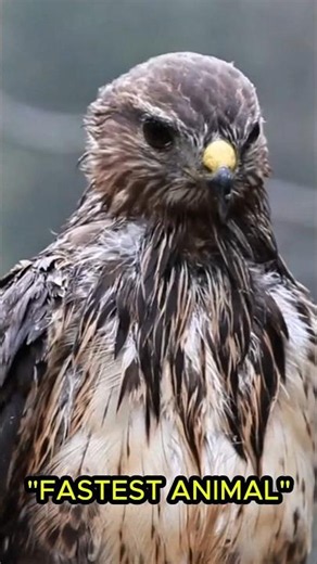 Top 5 Amazing facts about Peregrine falcon | Amazing facts about Peregrine falcon in English