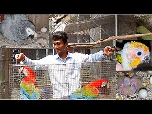 Surprising Breeding Progress Of Exotic Birds / Macaws Get Back Their Sweet Home.