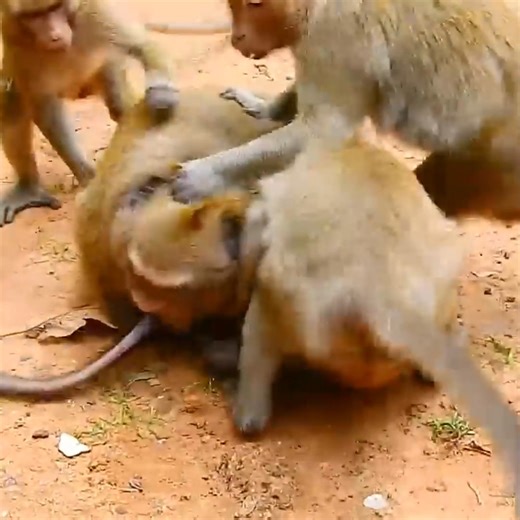 Monkey Daniela’s Dark Side Revealed as DeeDee Attacks and Baby Dana Cries | Today Monkey II