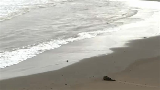 86K views · 1.8K reactions | Guten Morgen, kleine Robbe! | Scheveningen Strand | Facebook