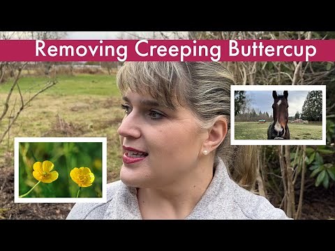 Removing Creeping Buttercup aka Rununculus Repens 🌱 [TheHappyPlaceGarden]