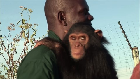This 200kg gorilla has 10x human strength – it can break bones instantly
