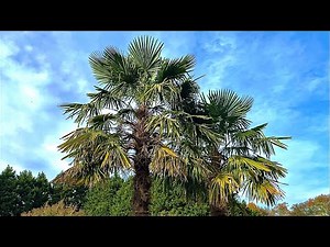 Tallest Windmill & Needle Palm Tree in Delaware!! 2022
