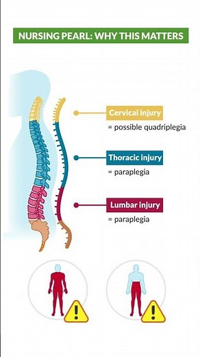 Nurses must know levels of spinal cord injuries! #nursing #spinal #anatomy