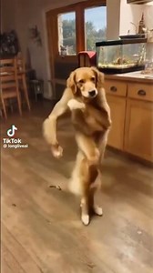 Dog dancing to I Left my home to join the army #fyp #fypシ #fypage #fypシ゚viral #fyp