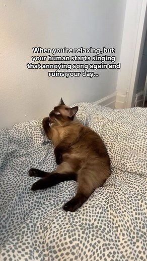 😾😾😾 | Siamese.connection