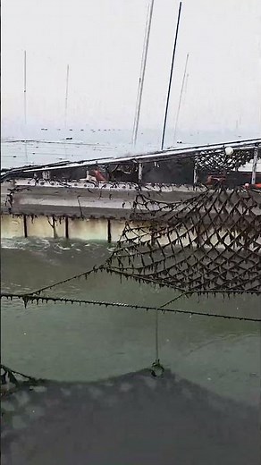 Nori Seaweed Harvesting in an Aquaculture Farm