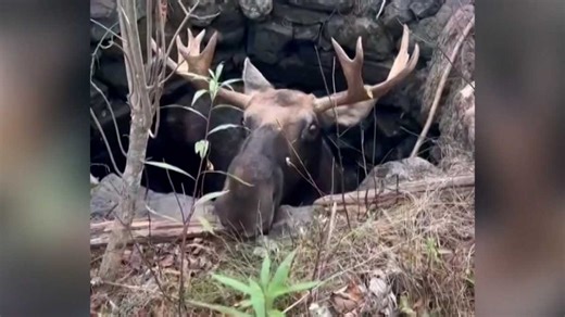 Young bull moose rescued from Maine family's well