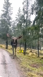 192K views · 4.8K reactions | Joe Rogan Explains Why Moose Are TERRIFYING! 歷 #JoeRogan #Moose #RoganExperience #WildlifeTalk #NatureIsWild | Podclipz | Facebook