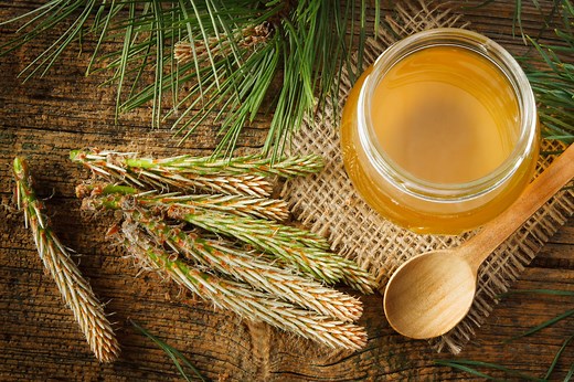 Przepis na syrop z sosny. Jak zrobić syrop z młodych pędów sosny?