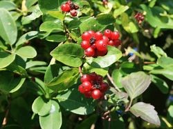 Gemeine Heckenkirsche / Rote Heckenkirsche - Lonicera xylosteum