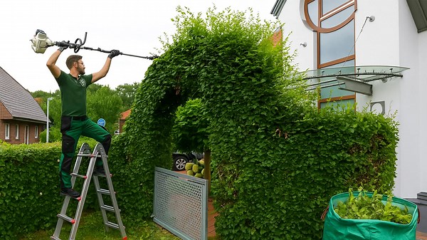 Watch the Impressive Beech Hedge Pruning in This Tiny Yard – A Perfectly Clean Cut!
