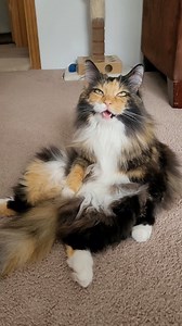 39K views · 30K reactions | I'm one chatty cat that always has something to say!  #meow #cutecats #funnycat #cutecat #catsofinstagram #funnycats #photogeniccat | Freya The Fluff | Facebook