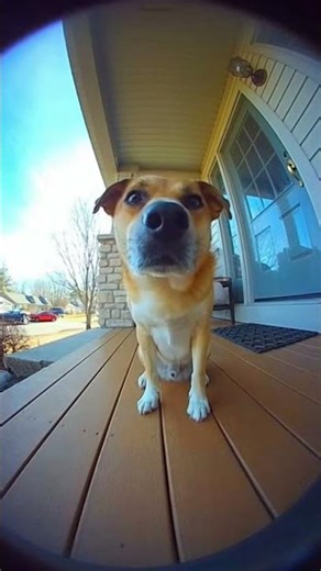 Why is he staring like that…?” 🐕👀
