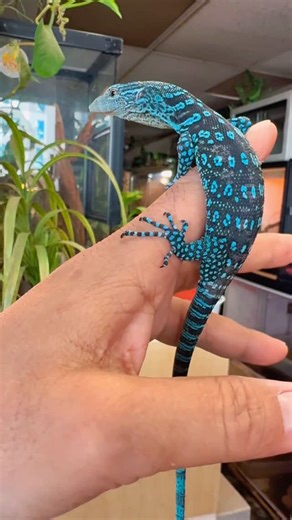 JTK Reptiles on Instagram: "Blue tree monitor (Varanus Macraei) is an arboreal (tree dwelling) monitor lizard from Batanta Island in Indonesia. This species is characterized by its predominantly black body with bright turquoise blue ocelli (eye like spots) and a long prehensile tail used for climbing. Discovered in 2001 it is a diurnal hunter that feeds on insects, small lizards and eggs. #blue #tree #monitor #varanusmacraei #indonesia #reptile #lizard #exotic #pet #rare #animals #fyp #trending 