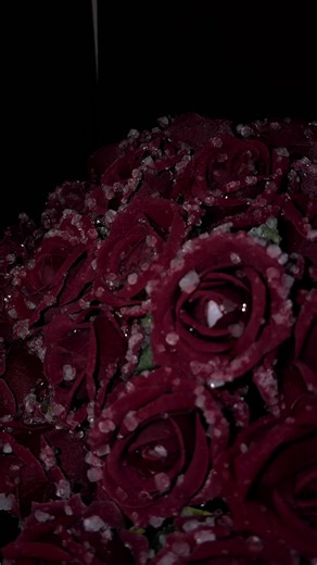 Beautiful Roses: A Floral Delight
