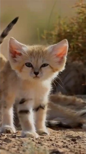 Cute But Dangerous Cat 😨🐱 | Sand Cat #wildlife #animals