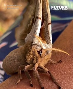 3.1M views · 30K reactions | [] Tala, une jeune femme de 22 ans en...