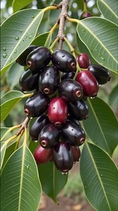 Jamun Life Journey 🌱➡️🫐 | From Flower to Fruit & Harvesting | Village Nature #Shorts#Jamun #Jamun