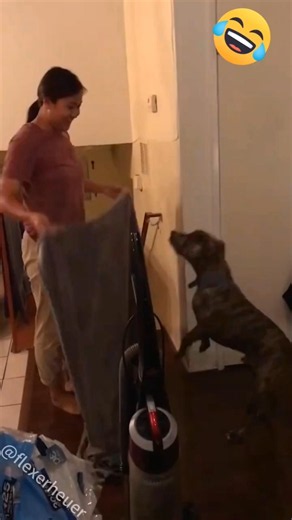 funny dog