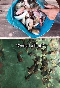 They were hungry 🤣 #fish #bait #food #fishing (via sribintangperwira/IG)
