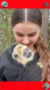 Funny Animal Clips from the Wild #shortvideo #animals #pets