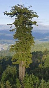 "Hyperion" es una colosal secuoya del Parque Nacional Redwood, en California, que tiene un récord: es el árbol (y el ser vivo) de mayor tamaño sobre la faz de la Tierra. | Revista National Geographic en español